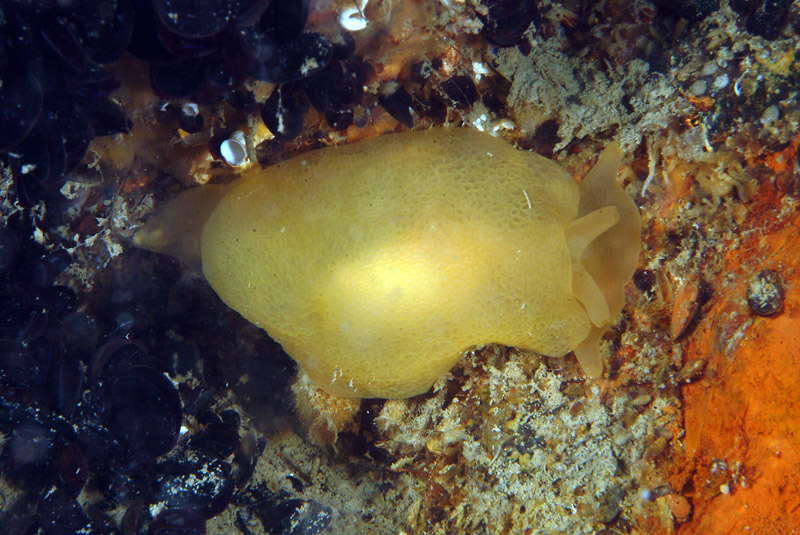 Berthellina sp.